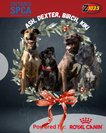 PET OF THE WEEK CHRISTMAS